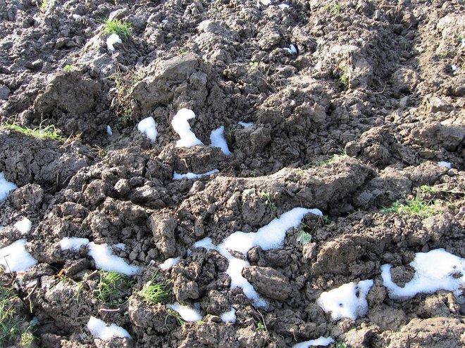 Grudasto težko zemljo razdrobi samo zimski mraz, seveda če jo pravočasno prekopljemo. Če gnojimo s hlevskim gnojem, to naredimo še v topli jeseni. Foto: Miša Pušenjak
Foto: