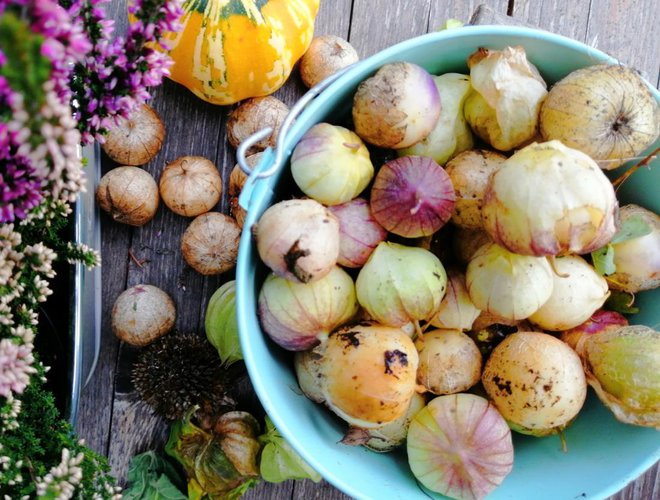 Iz mehiškega zelenega paradižnika delam okusno mehiško zeleno omako.
Foto: