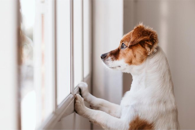 Raziskave kažejo, da ima kar osem od desetih psov težave, ko jih pustite same doma. FOTO: Shutterstock
Foto: