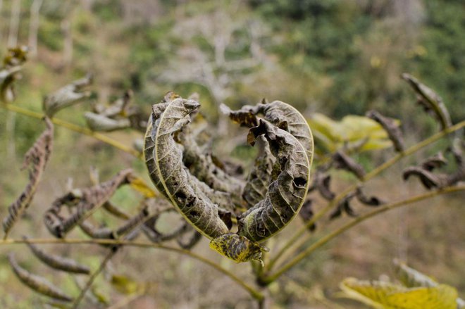 Rastline so se oglašale tudi ob pomanjkanju vode. FOTO: Shutterstock
Foto: