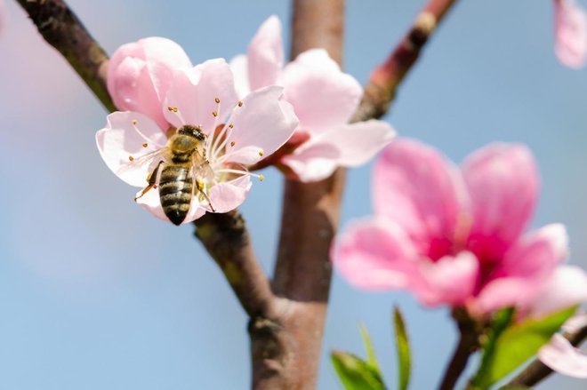 Ko bo nevarnost pozebe mino, bo treba drevesa zaradi opraševalcev odkriti. Foto: Shutterstock
Foto: