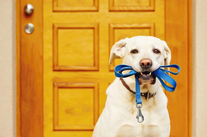 Na sprehod samo s povodcem! (Foto: Shutterstock)
Foto: