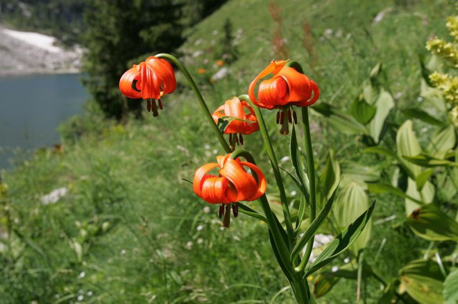 Naša kranjska lilija ob Krnskem jezeru (foto Igor Modic)
Foto: