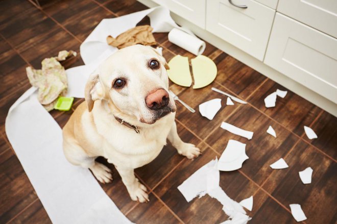 Stres bodo izrazili z uničevanjem stvari. Foto: Shutterstock
Foto: