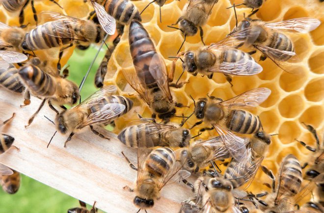 Matica, obkrožena z delavkami (FOTO: Shutterstock).
Foto: