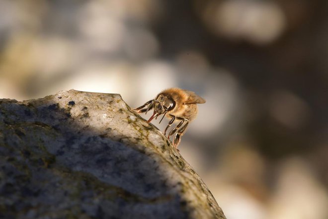 Delavka pije roso (FOTO: Shutterstock).
Foto: