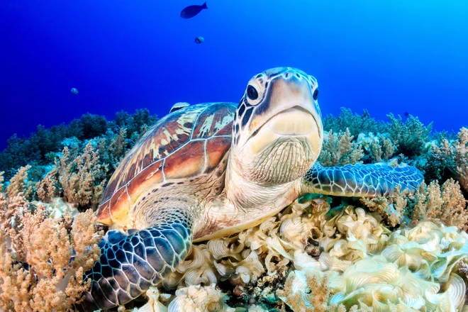 Foto: Richard Whitcombe/Shutterstock