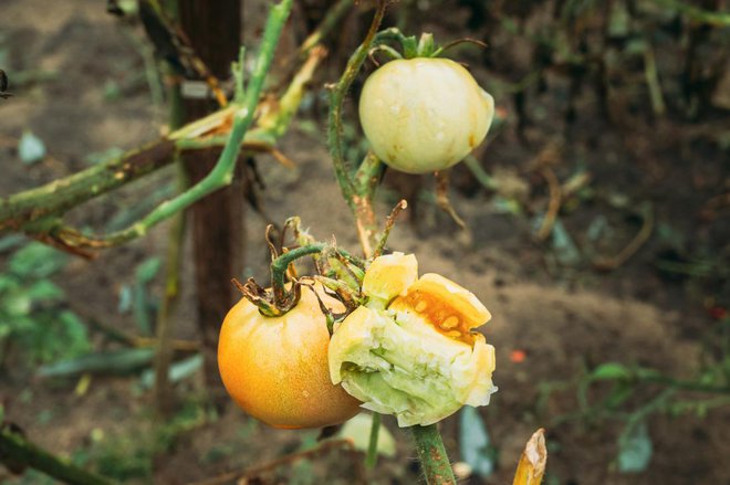 Pri plodovkah poberemo vse poškodovane in nepoškodovane plodove, da bo imela rastlina več energije za obraščanje. FOTO: Grisha Bruev/Shutterstock
Foto: