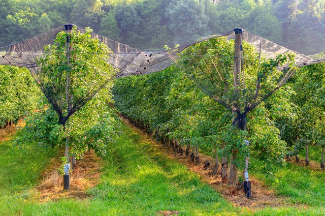 Tako ščitijo pred točo v profesionalnih sadovnjakih. Če imate nižja drevesa, si lahkopodobno konstrukcijo za mrežo omislite tudi v vrtnem sadovnjaku. FOTO: Andrej Safaric/Shutterstock
Foto: