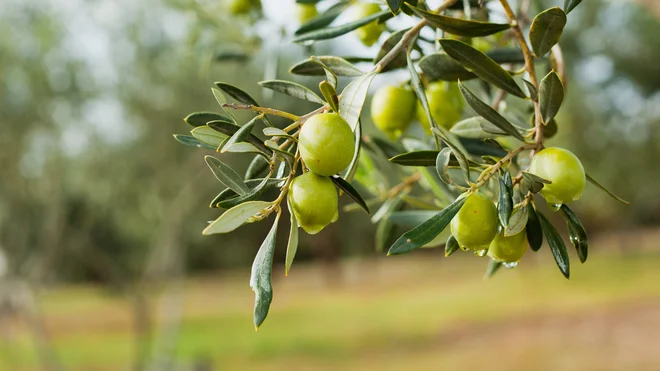 Foto: JoannaTkaczuk/Shutterstock