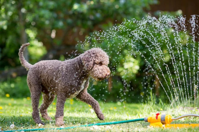 Foto: Jne Valokuvaus/Shutterstock