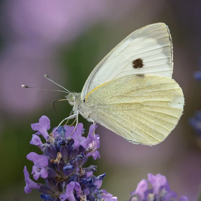 Foto: Menno Schaefer/Shutterstock