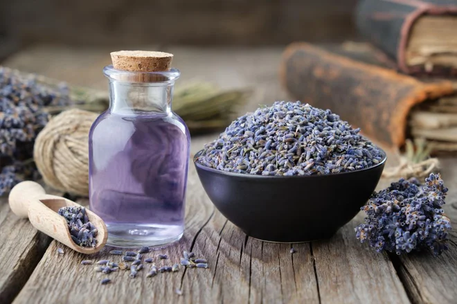 Sivka vsebuje linalil acetat in linalol, ki sta za mačke strupena. FOTO: Chamille White/Shutterstock Foto:
