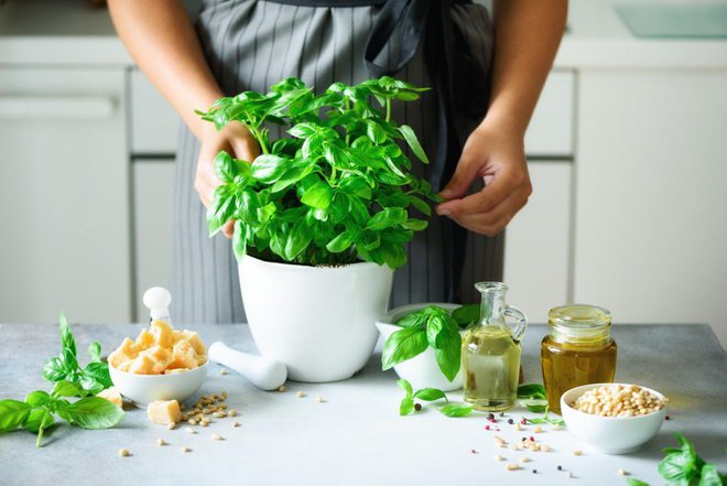 Najbolj priljubljena vrsta bazilike za gojenje na kuhinjskem oknu je genoveška bazilika. FOTO: j.chizhe/Shutterstock
Foto: