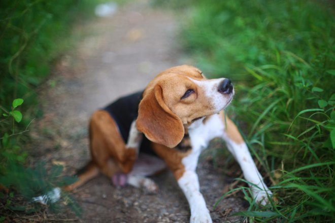 Odrasle bolhe živijo v dlaki hišnih ljubljenčkov. FOTO: kobkik/Shutterstock
Foto: