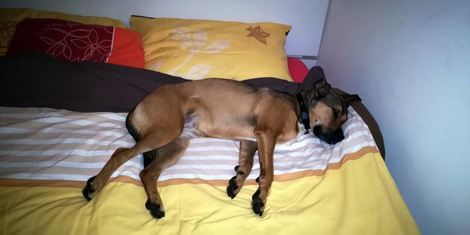 Vse štiri od sebe - dobesedno. Foto: