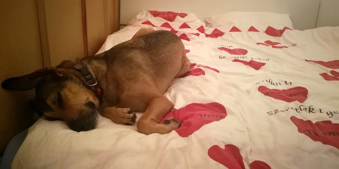 Ste morda kdaj pomislili, da so stanovanja, v katerih bivajo psi, bolj čista? Foto: