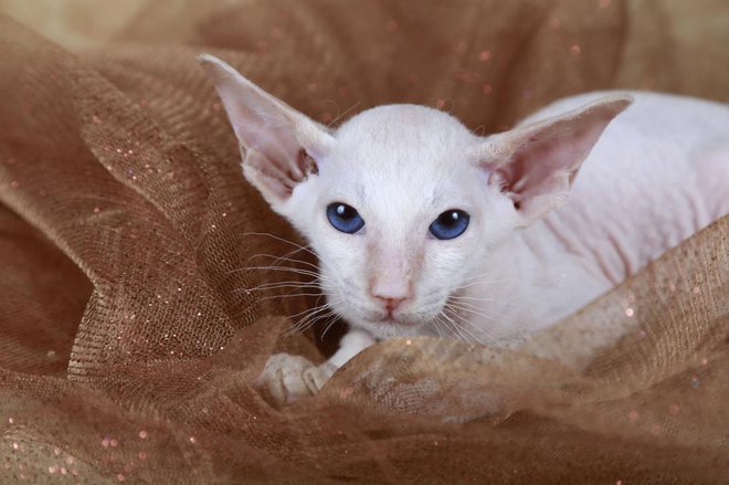 Peterbald Foto: Jenni Ferreira/Shutterstock
Foto: