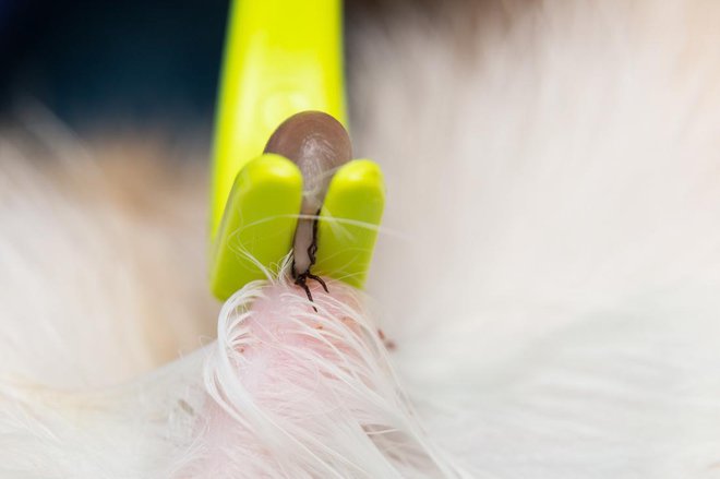 Pse in mačke, predvsem tiste, ki se del dneva zadržujejo na prostem, moramo vsak dan pregledati in klope čim prej odstraniti. FOTO: Todorean-gabriel/shutterstock
Foto: