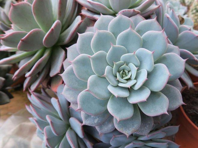 Ameriški netresk (Echeveria sp.) FOTO: LADDAWAN photo/Shutterstock
Foto: