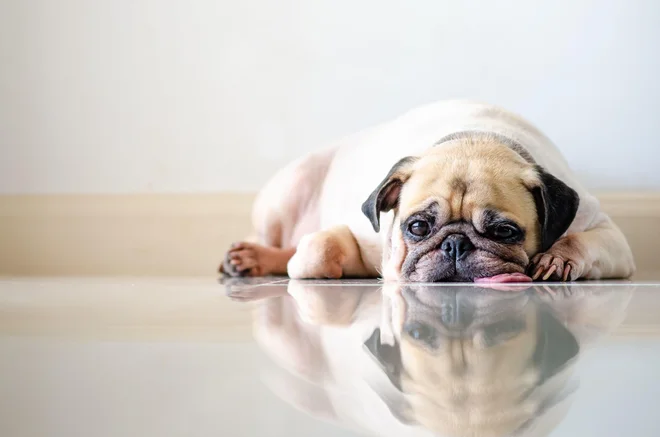 Foto: fongleon356/Shutterstock
