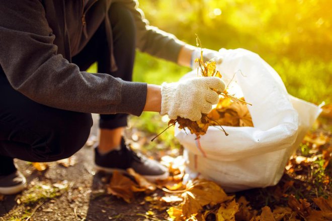 Listje sodi v rjave zabojnike za biološke odpadke ali v tipizirane vrečke, ki jih na dan odvoza bioloških odpadkov postavite poleg rjavega zabojnika. FOTO: maxbelchenko/Shutterstock
Foto: