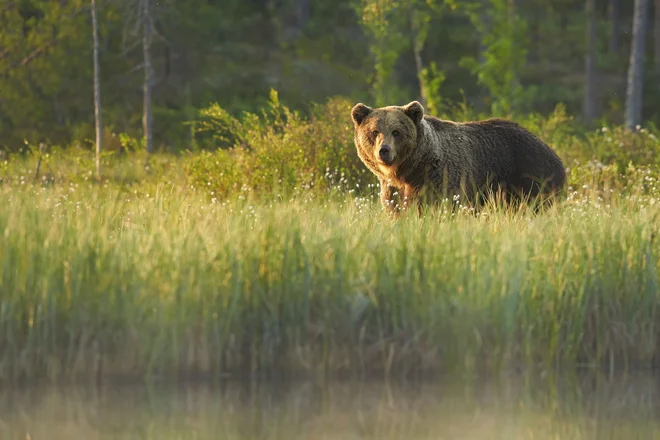 Foto: Martin Mecnarowski/Shutterstock