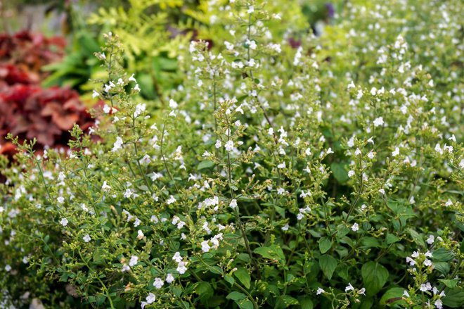 Belo cvetoča nepeta, foto: Nancy J. Ondra/Shutterstock
Foto: