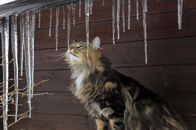 Ledene sveče, ki visijo s strehe ali žlebov, odstranimo. FOTO: Astrid Gast/Shutterstock
Foto: