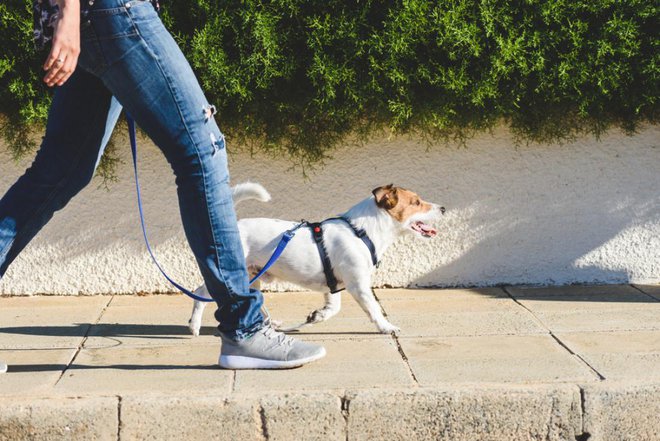 Namesto ovratnic je na sprehodu bolje uporabljati oprsnico. FOTO: alexei_tm/Shutterstock
Foto: