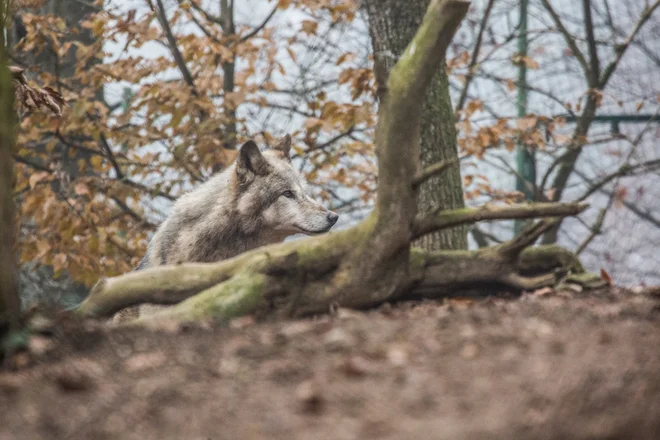 Foto: ZOO Ljubljana