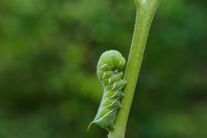 Foto: Ccpixx photography/Shutterstock Foto:
