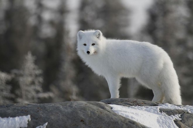 Minki in severne lisice, ki jih gojijo zaradi krzna, so dovzetne za okužbe z novim koronavirusom. Foto: Sophia Granchinho/Shutterstock
Foto: