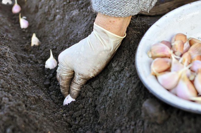 Tudi sajenje česna s stroki je kloniranje.Foto:yuris/Shutterstock
Foto: