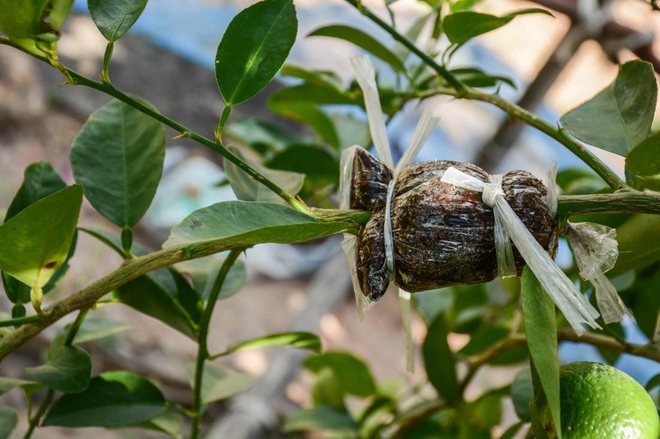 Zračno grobanje pri limoni. Foto: sirintra jarat/Shutterstock
Foto: