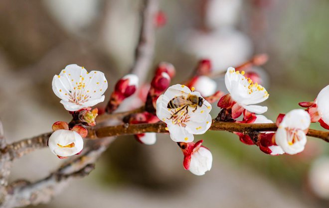 Ko večina sadnega drevja šele brsti in je čas za škropljenje, marelica v bližini že cveti. Zato nikoli ne škropimo podnevi, ko so čebele dejavne! Foto: Abrym/Shutterstock
Foto: