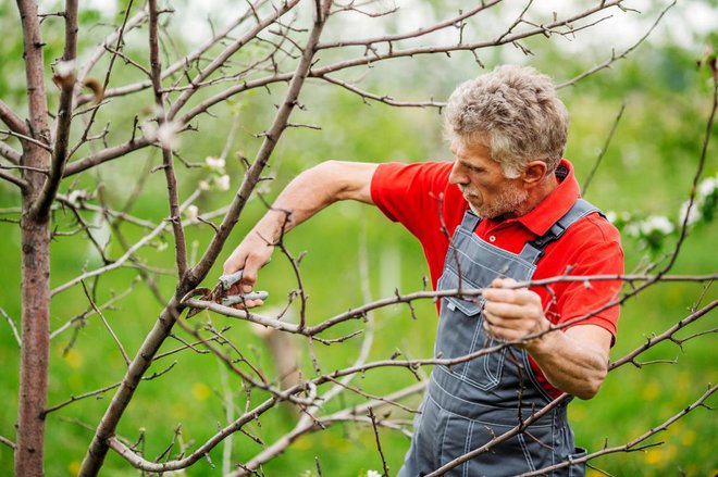 Sadno drevje obrezujemo, ko je napovedano suho vreme. Foto: PRESSLAB/Shutterstock
Foto: