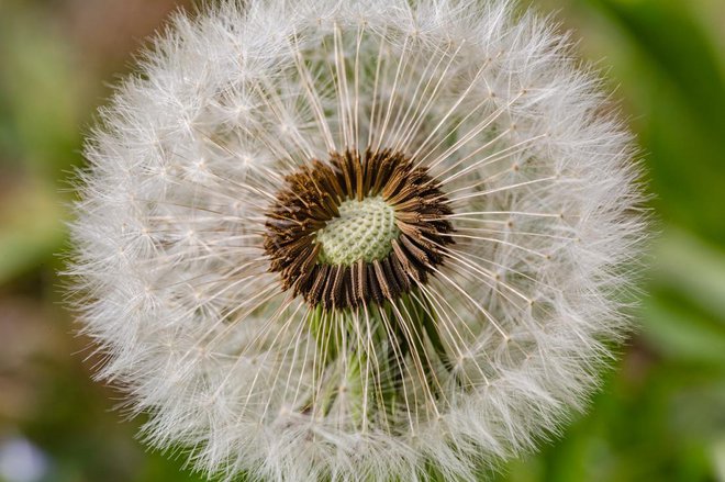 Seme naberemo, ko so lučke povsem razprte. Foto: JohnSilver/Shutterstock
Foto: