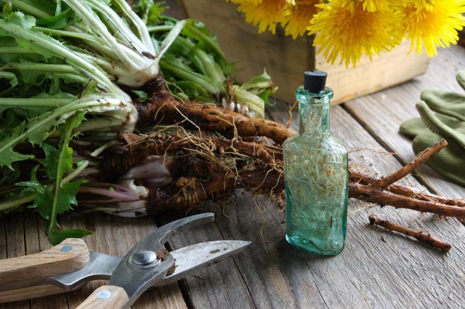 Regratove korenine so v ljudskem zdravilstvu zelo cenjene. Foto: Chamille White/Shutterstock
Foto: