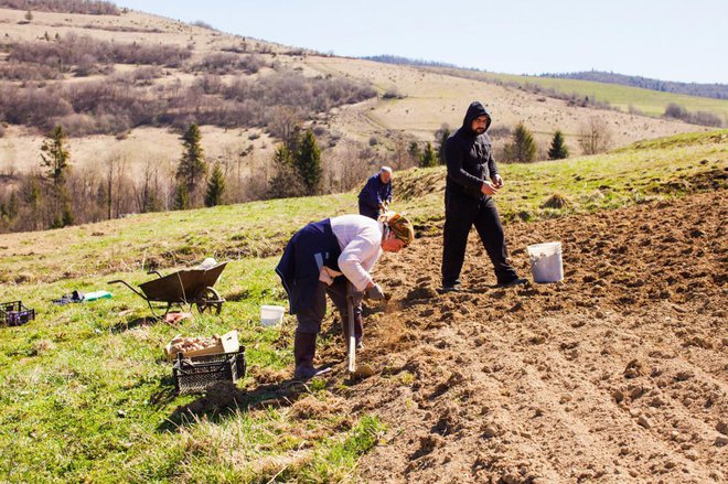 Če ne vrtnarimo na Primorskem, krompirja ne sadimo pred začetkom aprila. Foto:Oksana Shufrych/Shutterstock
Foto: