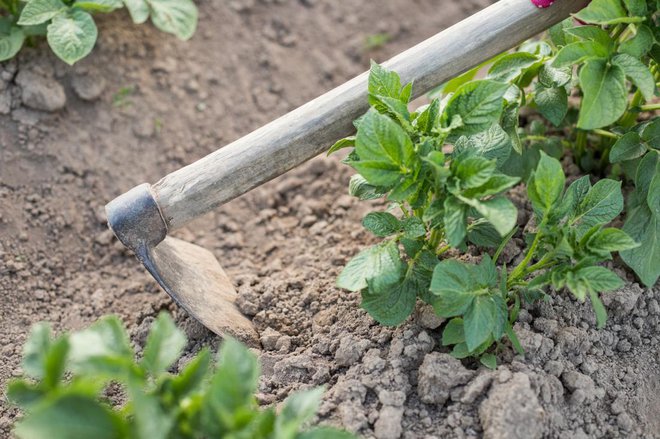 Pomen velike medvrstne razdalje sajenja krompirja se pokaže pri osipanju. Foto: Elena Masiutkina/Shutterstock
Foto: