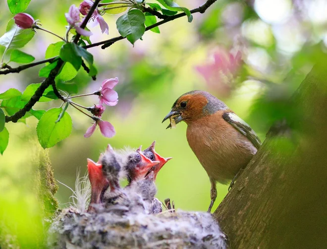 Foto: Bachkova Natalia/Shutterstock