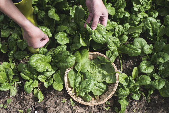 Špinačo sejemo zgodaj spomladi, da nam ne uide v cvet. Foto: Deyan Georgiev/Shutterstock
Foto: