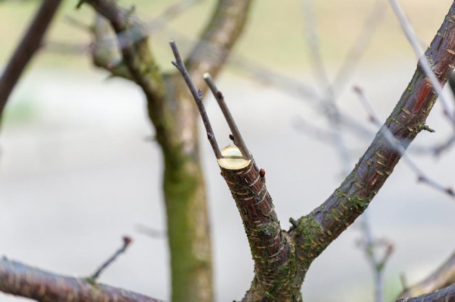 Cepljenje v razkol. Foto: Pavlo Burdyak/Shutterstock
Foto: