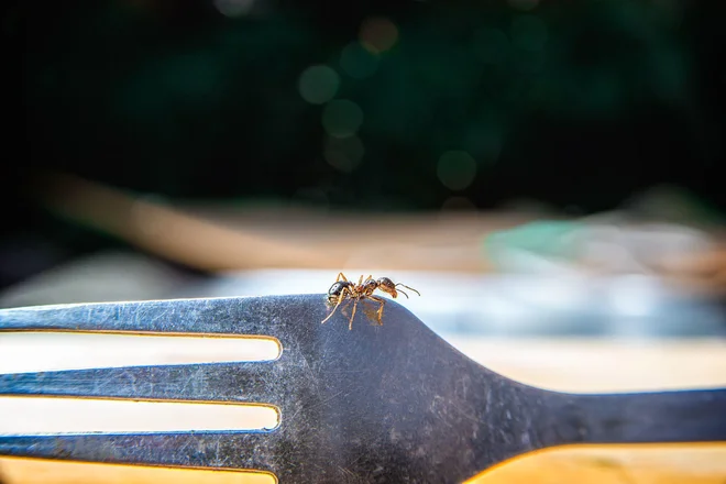 Foto: Roman Kondrashov/Shutterstock