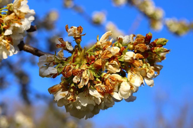 Pozebli cvetovi češnje. Foto: Somogyi Laszlo/Shutterstock
Foto: