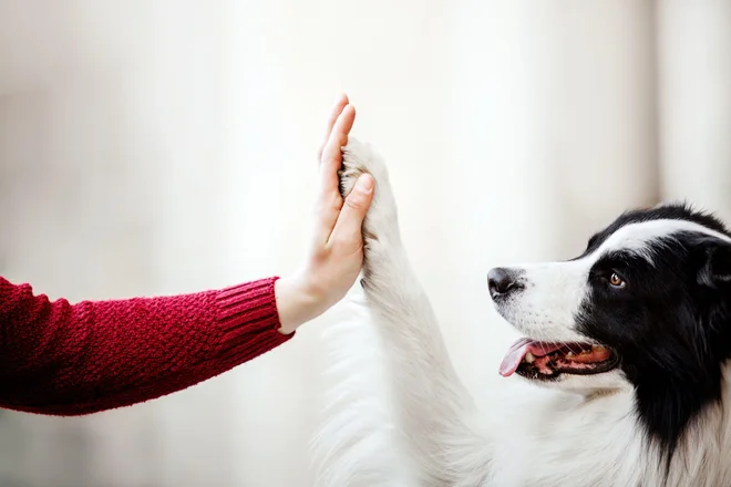 Foto: OlgaOvcharenko/Shutterstock