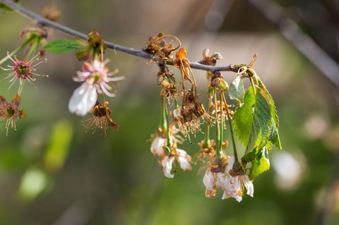 Foto: pticelov/Shutterstock
Foto: