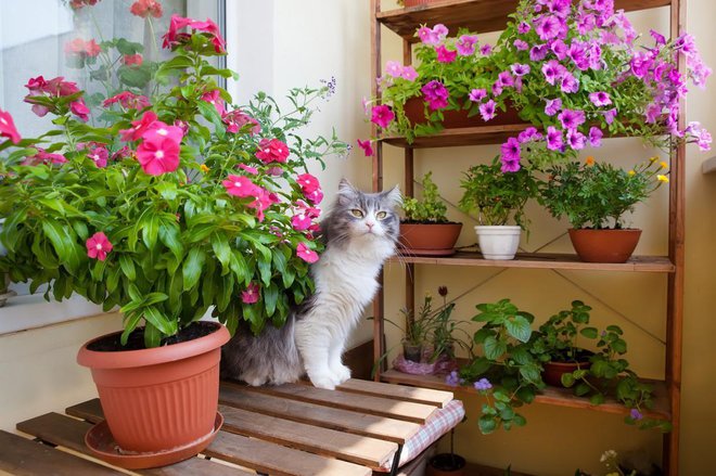 Večina balkonskih cvetic je toploljubnih, zato naj gredo na prosto šele sredi meseca. Foto: Elena Efimova/Shutterstock
Foto: