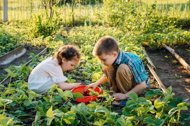 Pozeba je jagodam večinoma prizanesla. Foto: Andrii Medvednikov/Shutterstock
Foto: